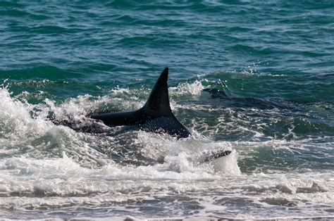 La caza de orcas lobos marinos en el litoral península valdés patagonia