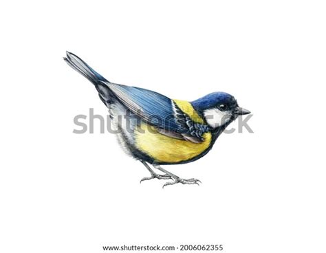 Tiny Tits Images Over Royalty Free Licensable Stock Illustrations Drawings Shutterstock