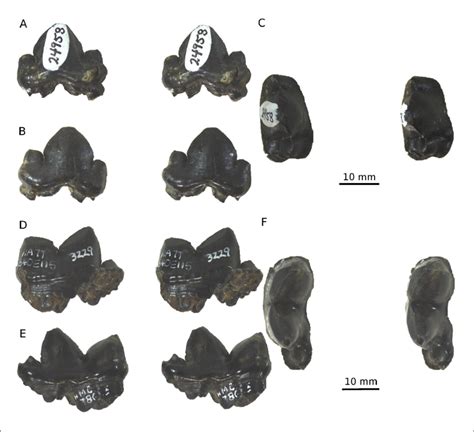 Hyena fossils from Old Crow, Yukon Territory, Canada. Chasmaporthetes... | Download Scientific ...