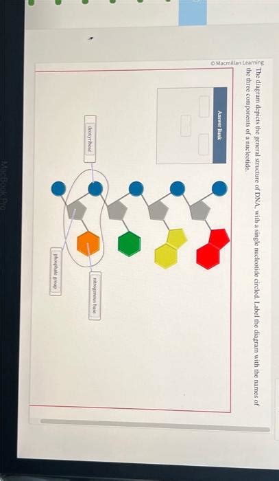 solved  diagram depicts  general structure  dna