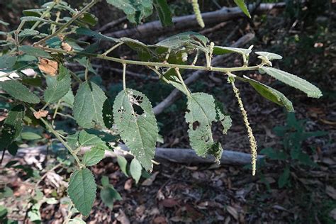 Acalypha Nemorum From Enoggera Reservoir QLD 4520 Australia On May 15