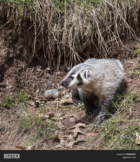 American Badger Cub Image & Photo (Free Trial) | Bigstock