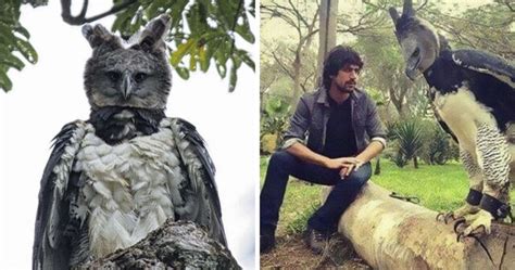 This Harpy Eagle Is So Big, It Looks Like A Human In A Costume | DeMilked
