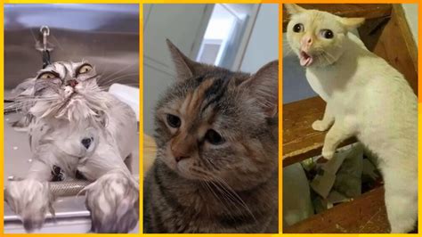 ultimate funny cats  dogs funniest animals humorsome life