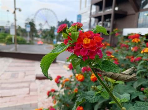 Infinix Hot 50i Review Best Budget Camera Smartphone