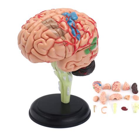 Buy iksvmsis Brain Model Human, Brain Model Anatomy, 1: 2 Life Size ...