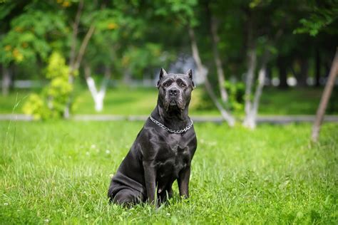 Cane Corso German Shepherd Mix: This Dog Will Fascinate You