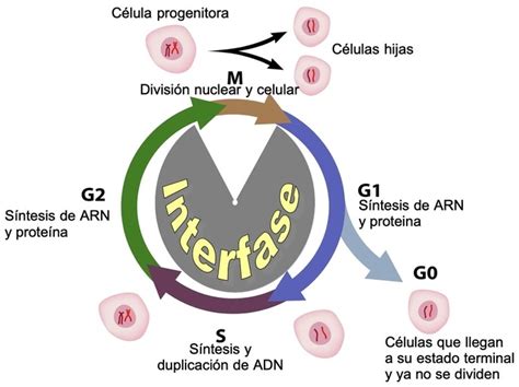 Ciclo Celular Y Sus Fases Toda Materia Verloop Io