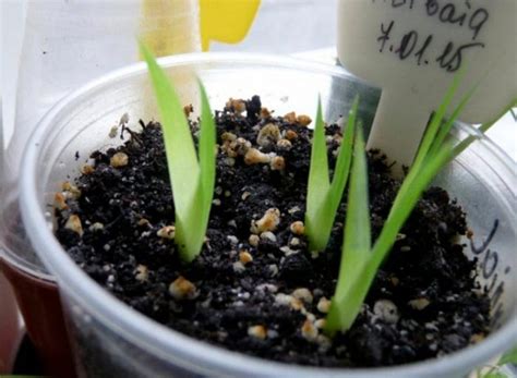 Неомарика: уход в домашних условиях, пересадка и размножение, виды