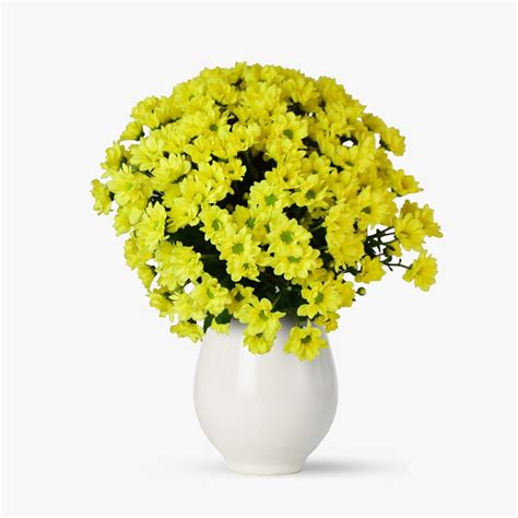 Buchet De 15 Crizanteme Galbene Proaspat Si Delicat Floriaro