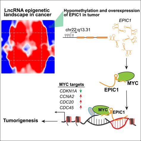 LncRNA Epigenetic Landscape Analysis Identifies EPIC1 As An Oncogenic