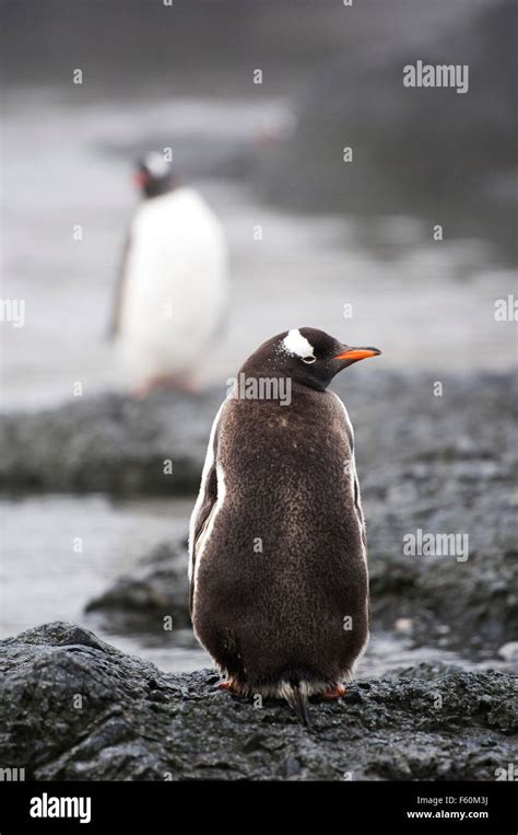 Penguin Antarctica Hi Res Stock Photography And Images Alamy