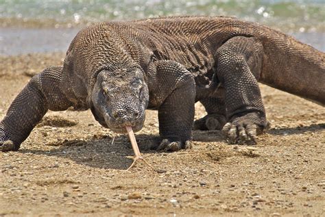 Majestic Komodo Dragon