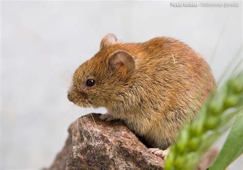Рыжая полевка – Мир Знаний