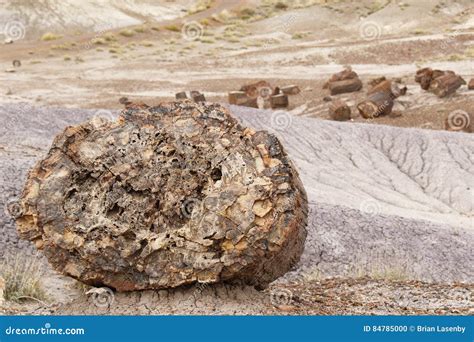 Fossilized Tree Trunk In Arizona S Petrified Forest National Par Stock