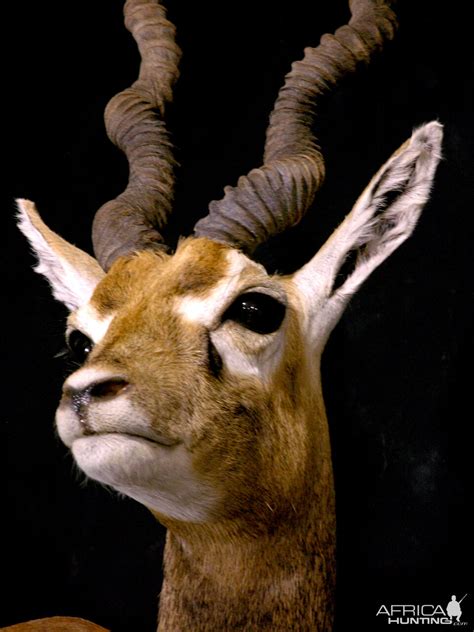 Argentina Blackbuck Antelope Full Mount Taxidermy