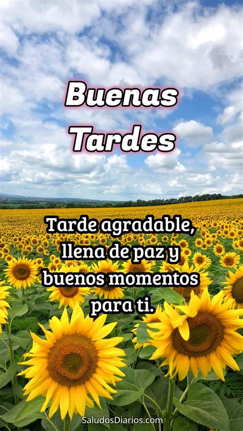 Girasoles Bonitos Bella Tarde Campos Frase Saludos Diarios