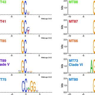 Sequence Logo Plots Of Dna Methylation Motifs By C Mts Experimental