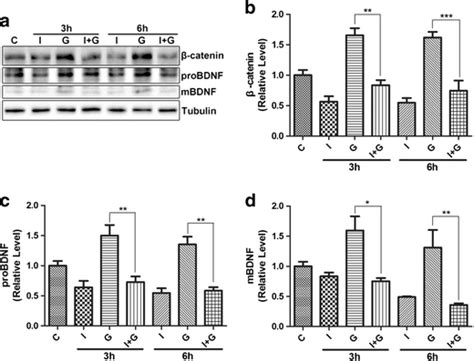 IWR1 Blocks The Up Regulation Of ProBDNF And MBDNF Induced By Gp120 A