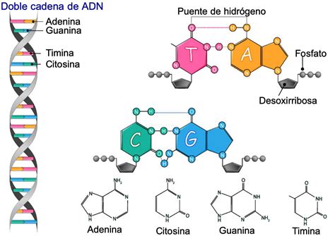 O Acido Desoxirribonucleico E O Acido Ribonucleico Sao Essenciais