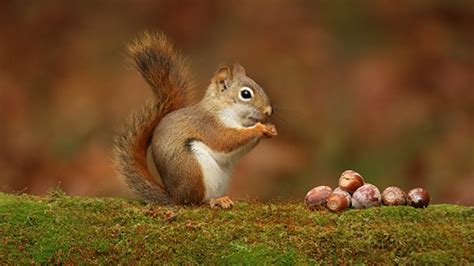 Squirrel Is Eating Nuts Standing On Grass In Blur Background HD ...