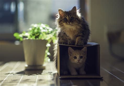 Fondos De Pantalla X Px Gato Fotograf A Luz De Sol