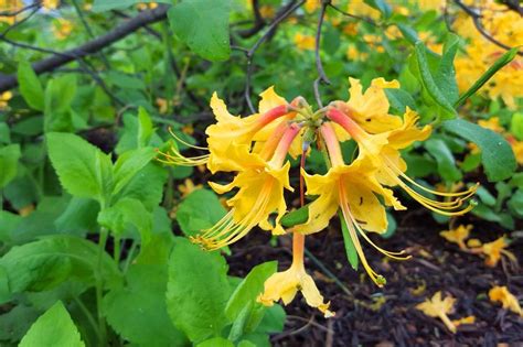 Free Stock Photo of Yellow Azalea Flowers | Download Free Images and ...