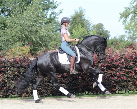 Our Friesian Horses For Sale Friesian