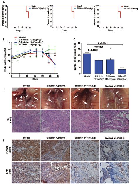 Frontiers Silibinin Inhibits Nsclc Metastasis By Targeting The Egfr