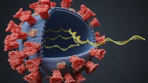 South Africa Detects Potential Covid Variant Of Interest C.1.2