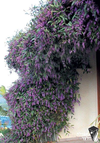 הרדנברגיה - Hardenbergia