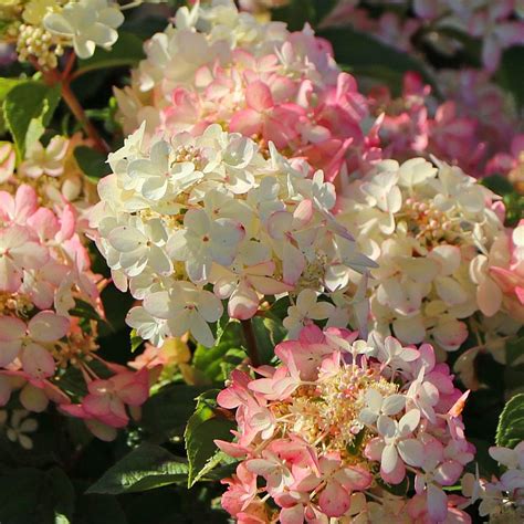 Гортензія волотиста Петіт Стар "Hydrangea Petite Star" | САД ПОЛТАВИ