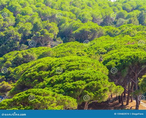 Mediterranean Pine Trees Forest Stock Photo Image Of Pine