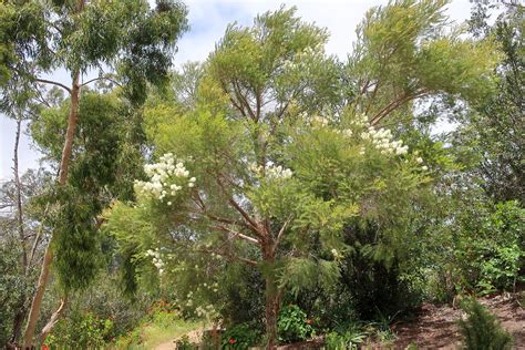 200518 050 Alta Vista Botanical Gardens Melaleuca Alterni Flickr