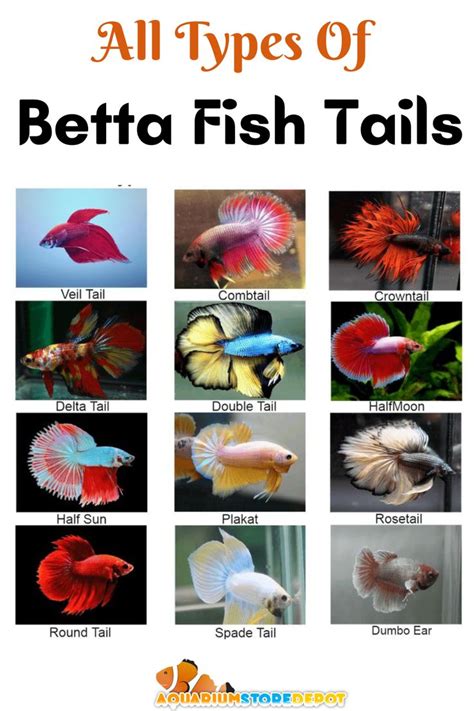 Betta Tank Mates Best And To Avoid Betta Fish Types Betta