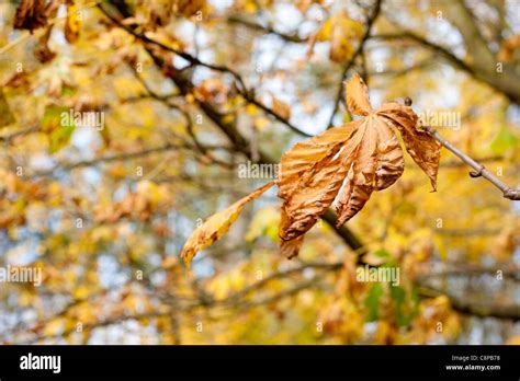 Autumn Fall Foliage Stock Photo - Alamy