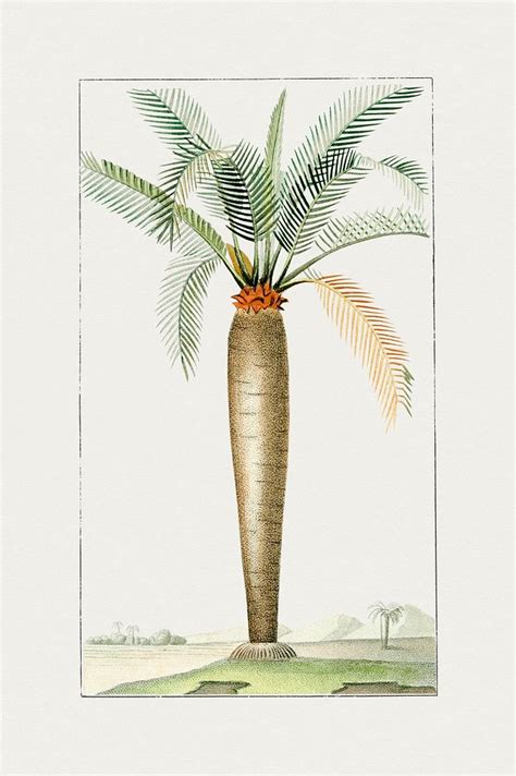 Hand drawn palm tree. Original | Free Photo Illustration - rawpixel