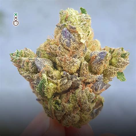 Blue Magic - Strain Information - Cannaconnection.com - Strain Information
