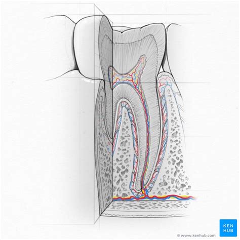 kenhub scholarship application kenhub