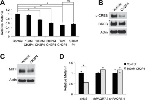 Figures And Data In Sex Steroids Regulate Skin Pigmentation Through Nonclassical Membrane Bound