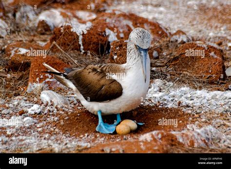 Blue Footed Booby Turning Eggs Bartholome Island Galapagos Stock