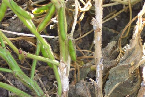 Minnesota Farmers Take Action Against Soybean White Mold In 2019