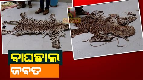 Two Tiger Skin Seized By Stf In Nayagarh Nandighoshatv Youtube