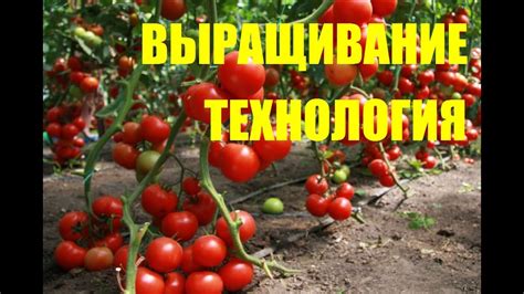 Технология выращивания томатов в теплице 05.06.14. Сад (огород) и ...