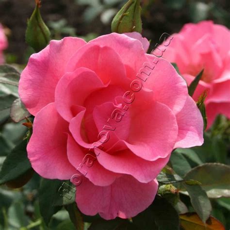 Romanze. Романс - Саженцы кустовых роз (шрабы) - РОЗЫ - Саженцы роз ...