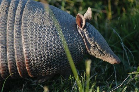 27 Animais Do Pampa Aves Mamíferos Anfíbios E Répteis