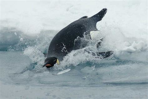 15 Amazing Emperor Penguin Adaptations (Pictures) - Wildlife Informer