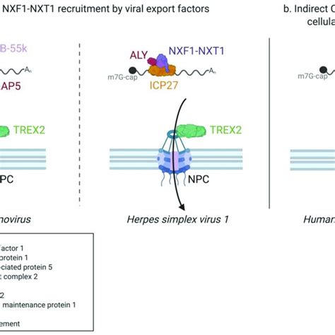 Examples Of The Mrna Nuclear Export Of Dna Viruses A Both