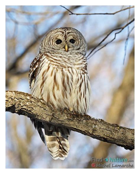 Photos Chouette Rayée Barred Owl Strix Varia Michel Lamarche