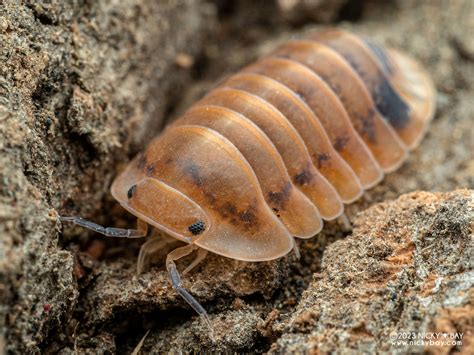 Cubaris Sp Giant Raichu Isopod Site